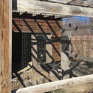 Turkey Vulture Exhibit