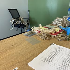 Admissions Desk, Loved the Snake Skins!