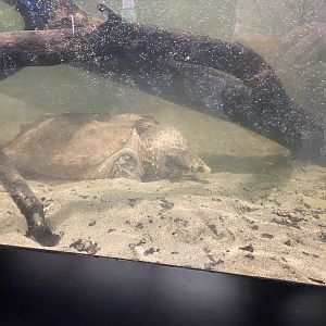 Alligator Snapping Turtle