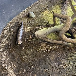 Bearded Dragons and Blue-Tongues, Open Top