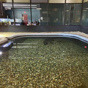 American Alligator Habitat