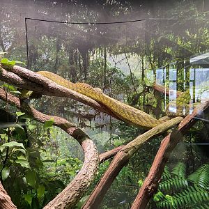 Snake Exhibit