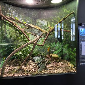 Snake Exhibit