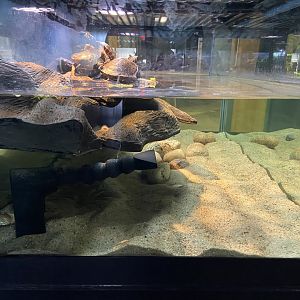 Turtle Exhibit (Spiny softshell, etc.)