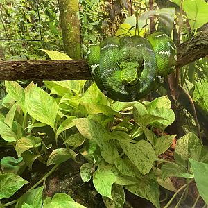 Emerald Tree Boa