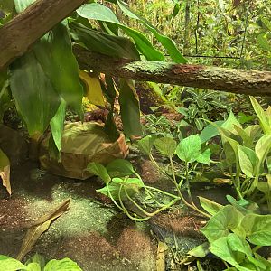 Brazillian Rainbow Boa