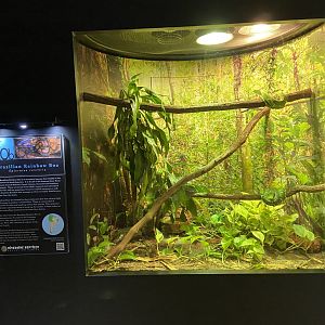 Boa Exhibit
