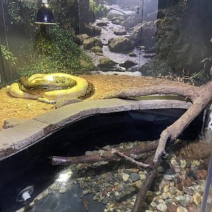 Anaconda Exhibit