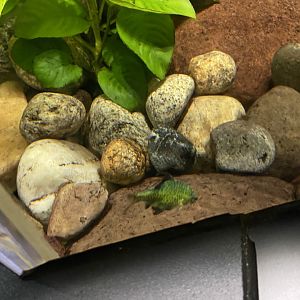 King Cobra Exhibit - Tetra