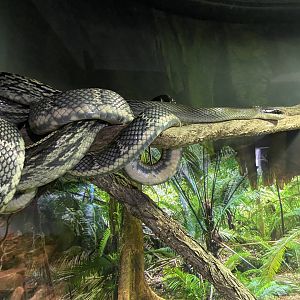 Blue Beautiful Snake (I forgot the actual species name)