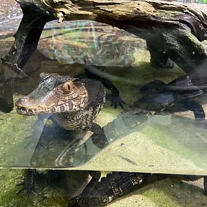 Cuvier's Dwarf Caiman