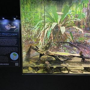 Cuvier's Dwarf Caiman