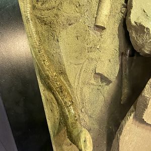 European Legless Lizard