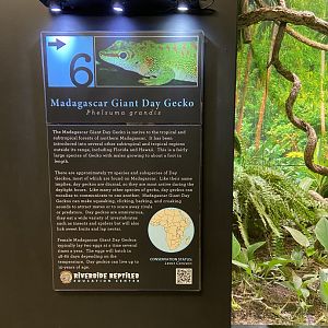 Day Gecko Signage