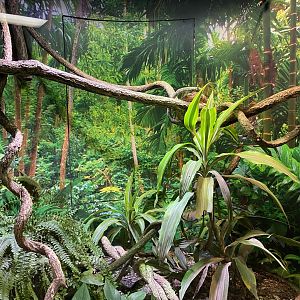 Chameleon and Gecko Exhibit