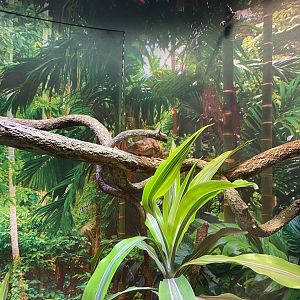 Chameleon and Gecko Exhibit