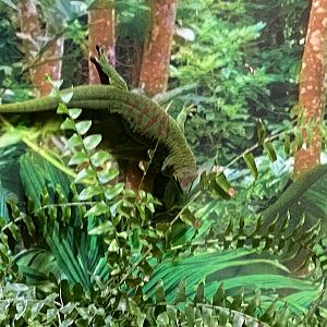 Chameleon and Gecko Exhibit