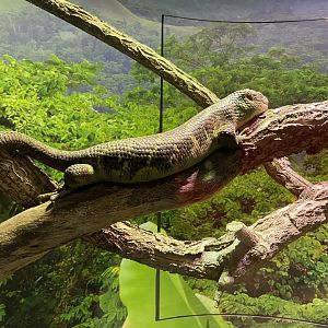 Prehensile Tailed Skink
