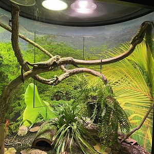 Prehensile Tailed Skink