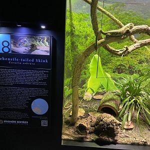 Prehensile Tailed Skink