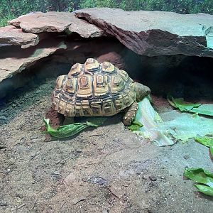 Leopard Tortoise