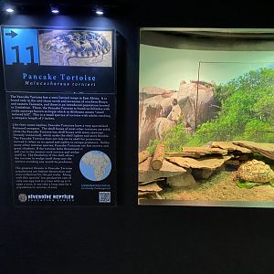 Leopard Tortoise Habitat