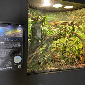 Tree Monitor Habitat