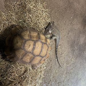 Tortoise and Iguana Habitat