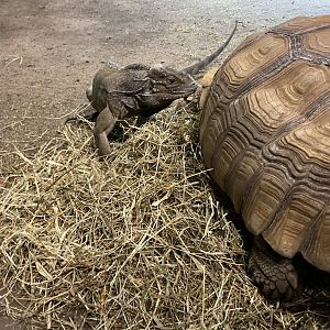 Tortoise and Iguana Habitat