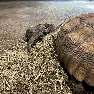 Tortoise and Iguana Habitat