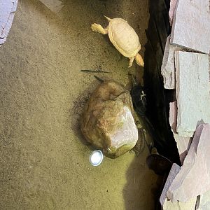 Box Turtle Habitat
