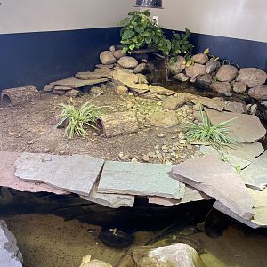 Box Turtle Habitat