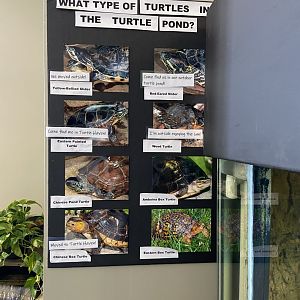 Box Turtle Habitat Info