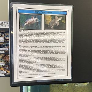 Fly River Turtle Tank