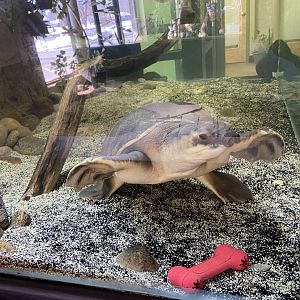 Fly River Turtle Tank