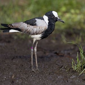 Blacksmith Plover / 23-2-22 / Hamerton