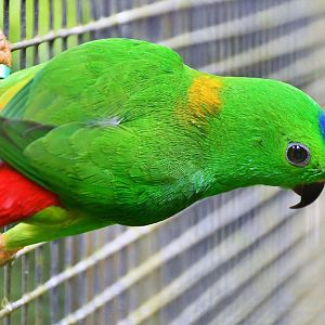 Blue-crowned Hanging Parrot (Loriculus galgulus)