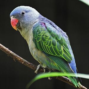 Blue-rumped Parrot (Psittinus cyanurus)