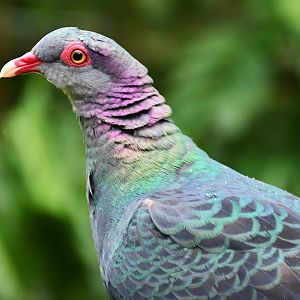 Metallic Pigeon (Columba vitiensis metallica)