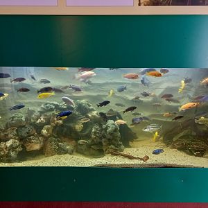 Lake Malawi Cichlid tank