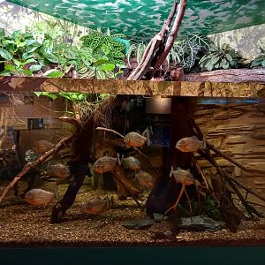 Piranha tank