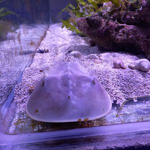 Horseshoe Crab