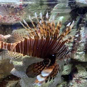 Lionfish