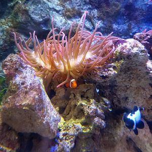 Clownfish and Anemone
