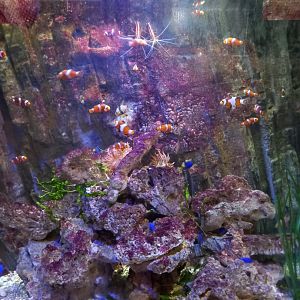 Clownfish tank