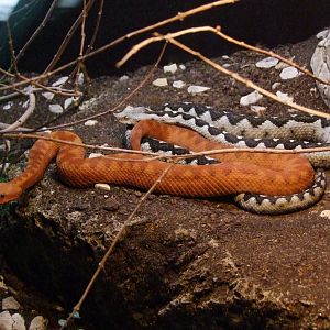 Vipera ammodytes