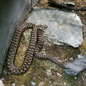 Vipera aspis