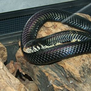 Naja melanoleuca
