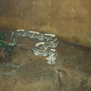 Bitis rhinoceros