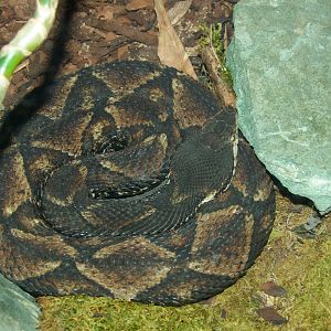 Deinagkistrodon acutus